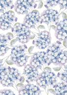 Blue Hydrangea Back