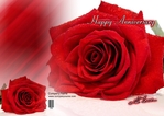 Happy Anniversary (Rose 2)
