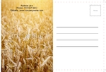 agriculture-postcard-2