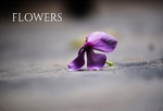 Say it With Flowers!